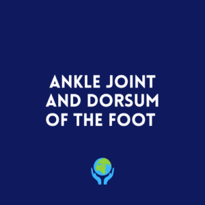 Ankle Joint and Dorsum of the Foot