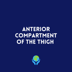 Anterior Compartment of the Thigh