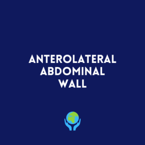 Anterolateral Abdominal Wall