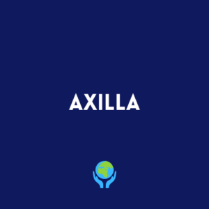 Axilla