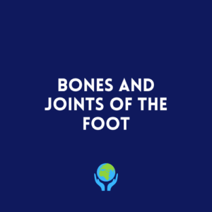 Bones and Joints of the Foot