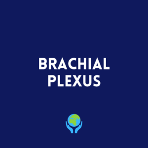 Upper Limb - Brachial plexus