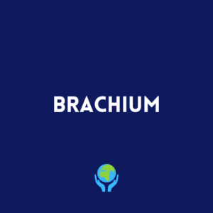 Brachium