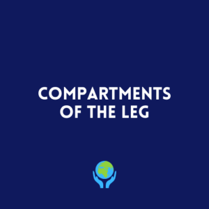 Compartments of the Leg