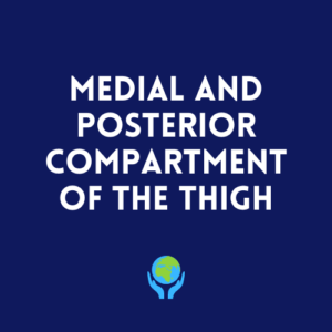 Medial and Posterior Compartments of the Thigh