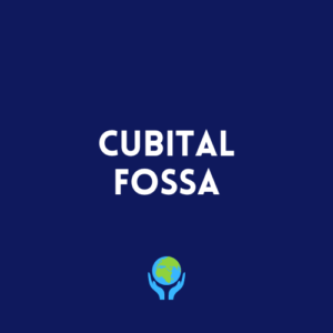 Cubital Fossa