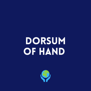 Dorsum of the Hand