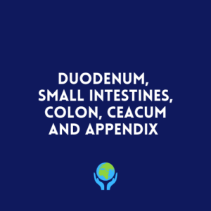Duodenum, Small Intestines, Colon, Ceacum and Appendix