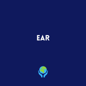 Ear
