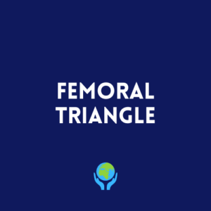 Femoral Triangle