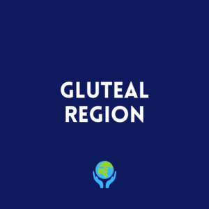 Gluteal Region