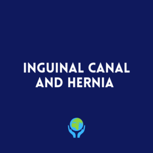Inguinal Canal and Hernia