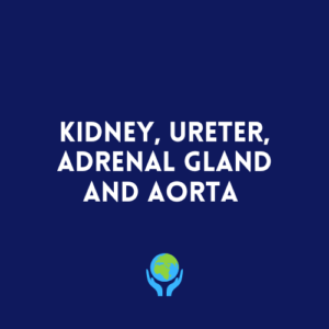 Kidney, Ureter, Adrenal Gland and Aorta
