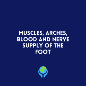 Muscles, Arches, Blood and Nerve Supply of the Foot
