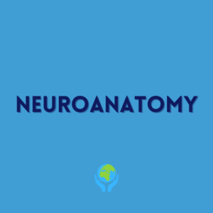 Neuroanatomy Lessons