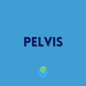 Pelvis Lessons