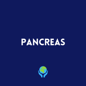 Pancreas