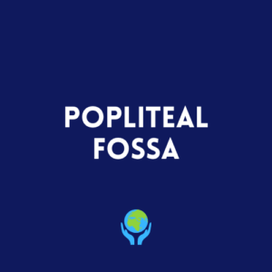 Popliteal Fossa