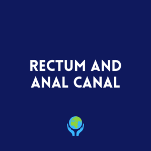 Rectum and Anal Canal