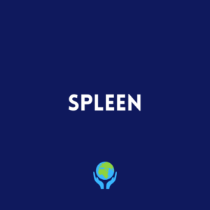 Spleen