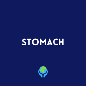 Stomach