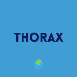 Thorax Lessons