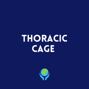 Thoracic Cage