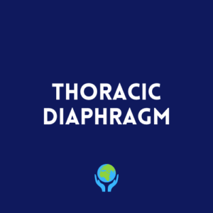 Thoracic Diaphragm