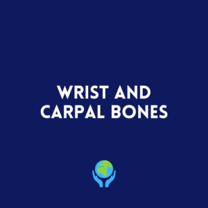 Wrist and Carpal Bones