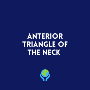 Anterior Triangle of the Neck