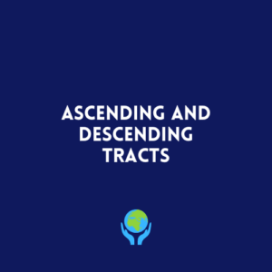 Ascending and Descending Tracts