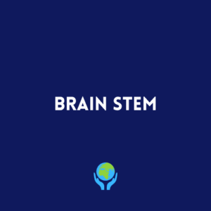 Brain Stem