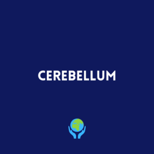 Cerebellum