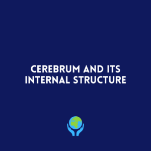 Cerebrum and its Internal Structure
