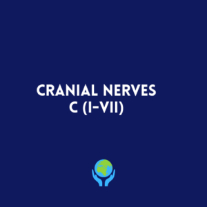 The Cranial  Nerves I-VII