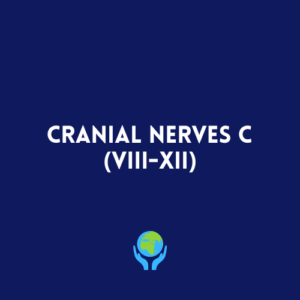 The Cranial nerves VIII-XII