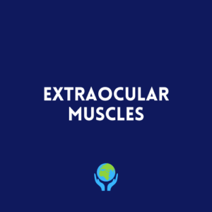 Extraocular Muscles