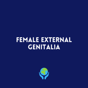 Female External Genitalia