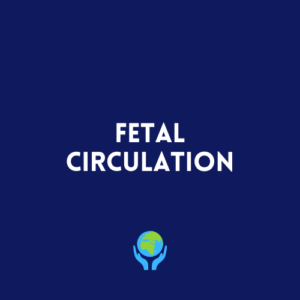 Fetal Circulation
