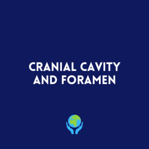 Cranial Cavity and Foramen