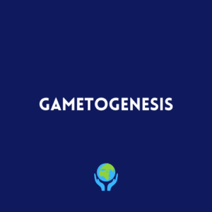 Gametogenesis