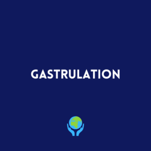 Gastrulation