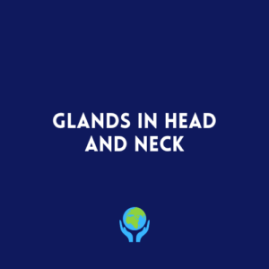 Glands in Head and Neck