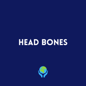 Head Bones