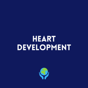 Heart Development