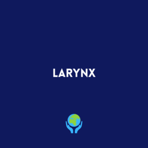 Larynx