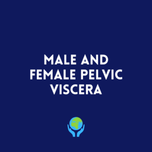 Male and Female Pelvic Viscera