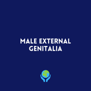 Male External Genitalia