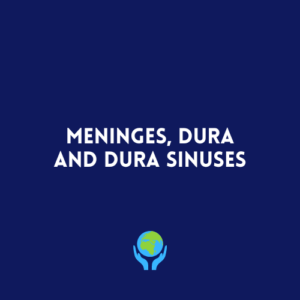 Meninges, Dura and Dura Sinuses