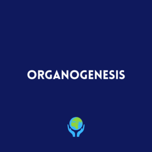 Organogenesis